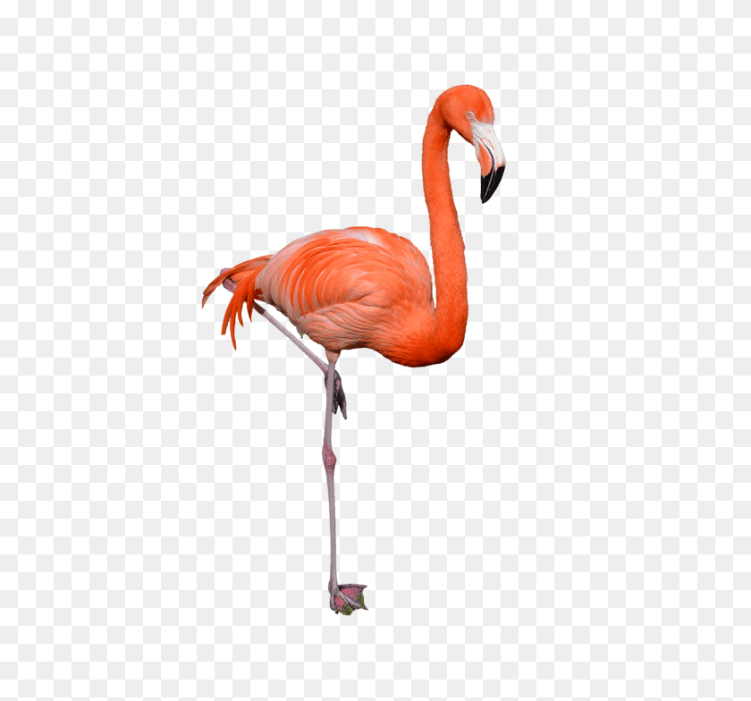 480x724 Flamingo Png - Flamingo PNG