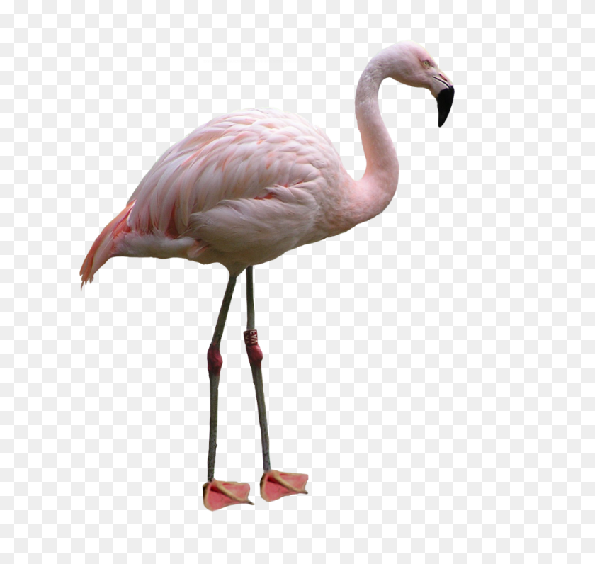 1024x967 Flamingo Png Images - Flamingo Png