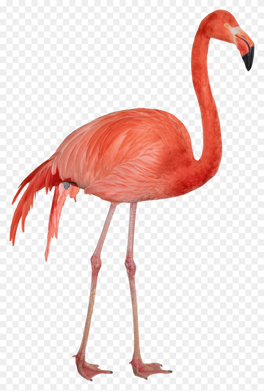 2291x3474 Flamingo Png Images - Flamingo Png