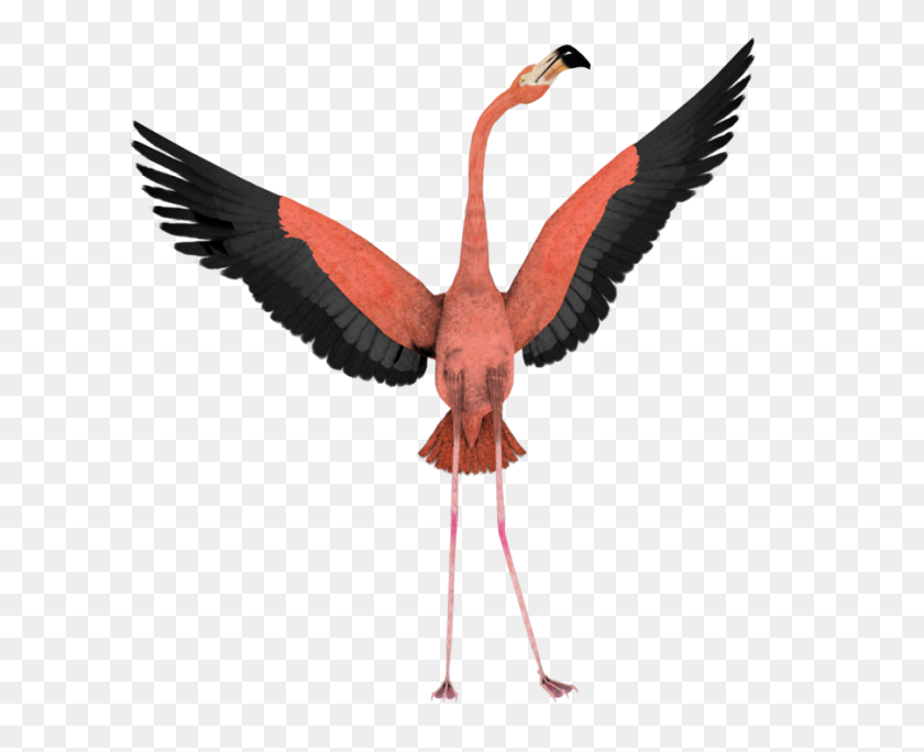 900x720 Flamingo Png Images Free Download - Flamingo PNG