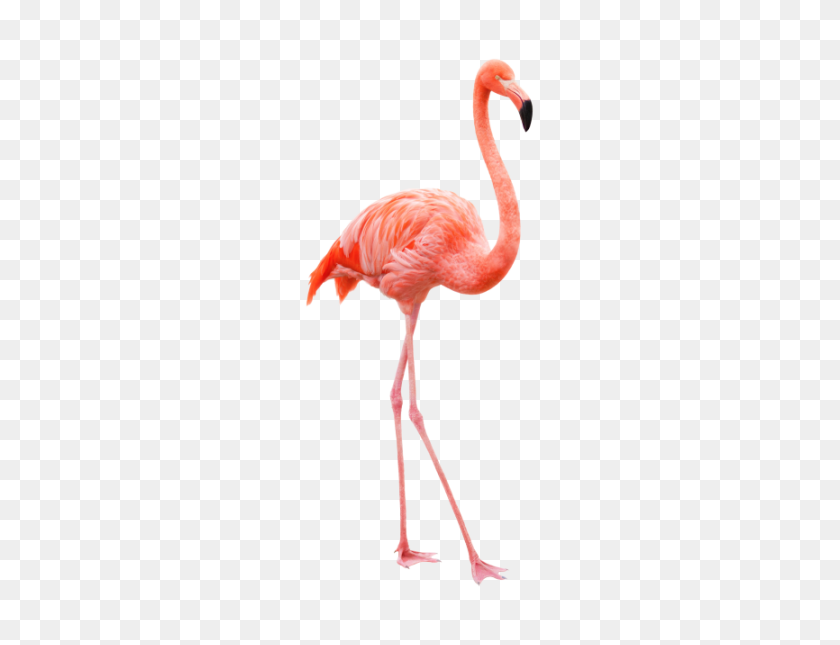 866x650 Flamingo Png