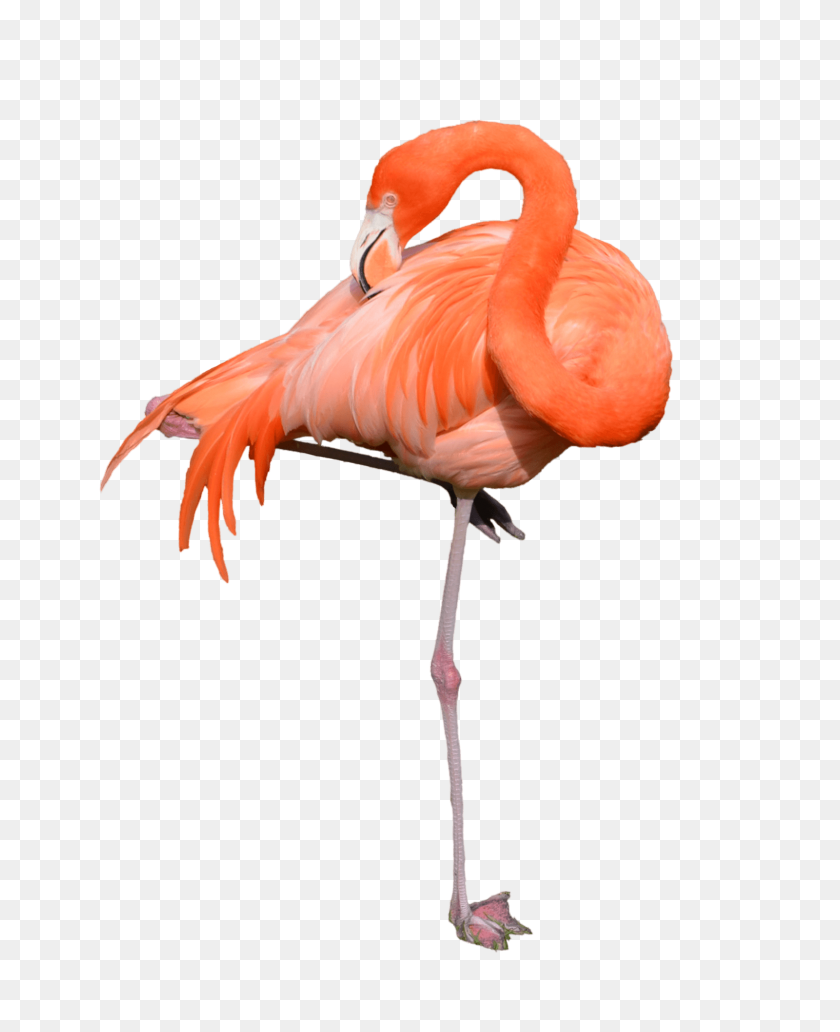 1600x1995 Flamingo Png