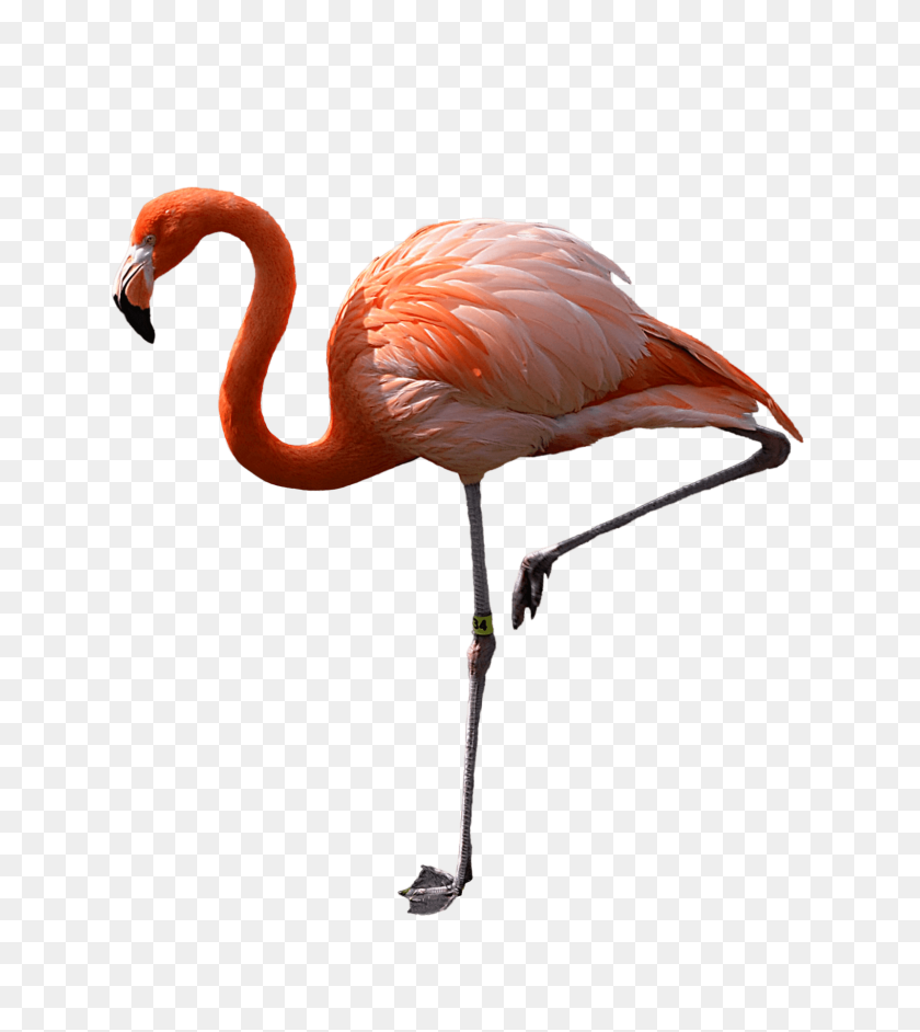 1600x1811 Flamingo Standing Left Transparent Png - Flamingo PNG