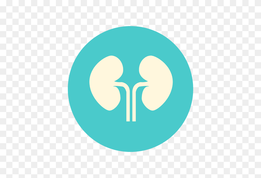 512x512 Flat Kidney Circle Icon - Kidney PNG