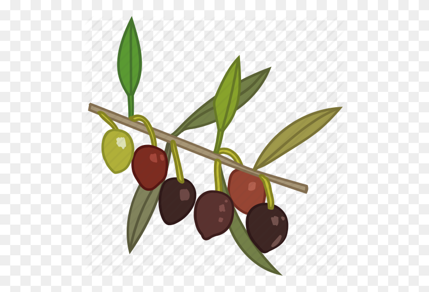 512x512 Flavor, Olive, Olive Oil, Olive Tree, Olives Icon - Olive Tree PNG