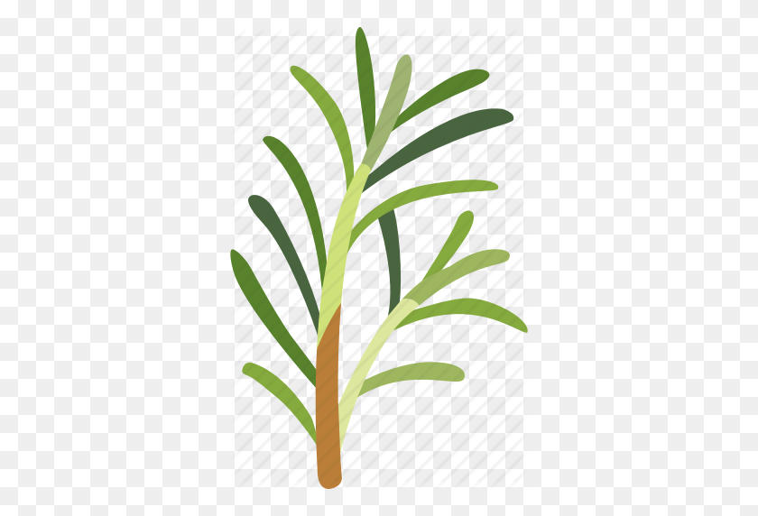 330x512 Flavoring, Fragrance, Garden, Herb, Plant, Rosemary, Sprig Icon - Rosemary PNG