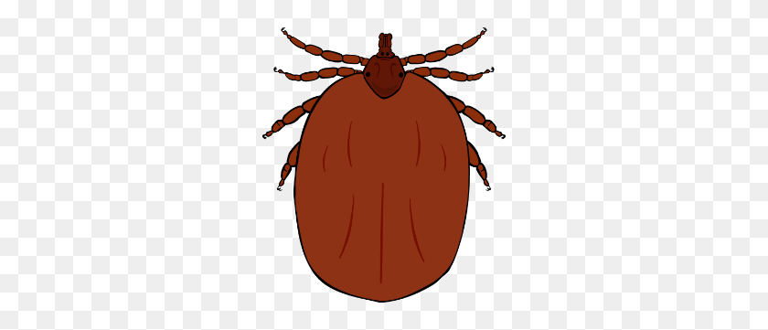 266x301 Fleas,ticks Worms And Other Parasites! Ashley Vets - Parasite Clipart