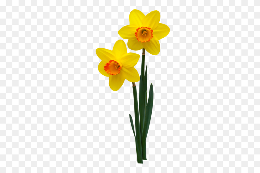 259x500 Flor - Narciso Png