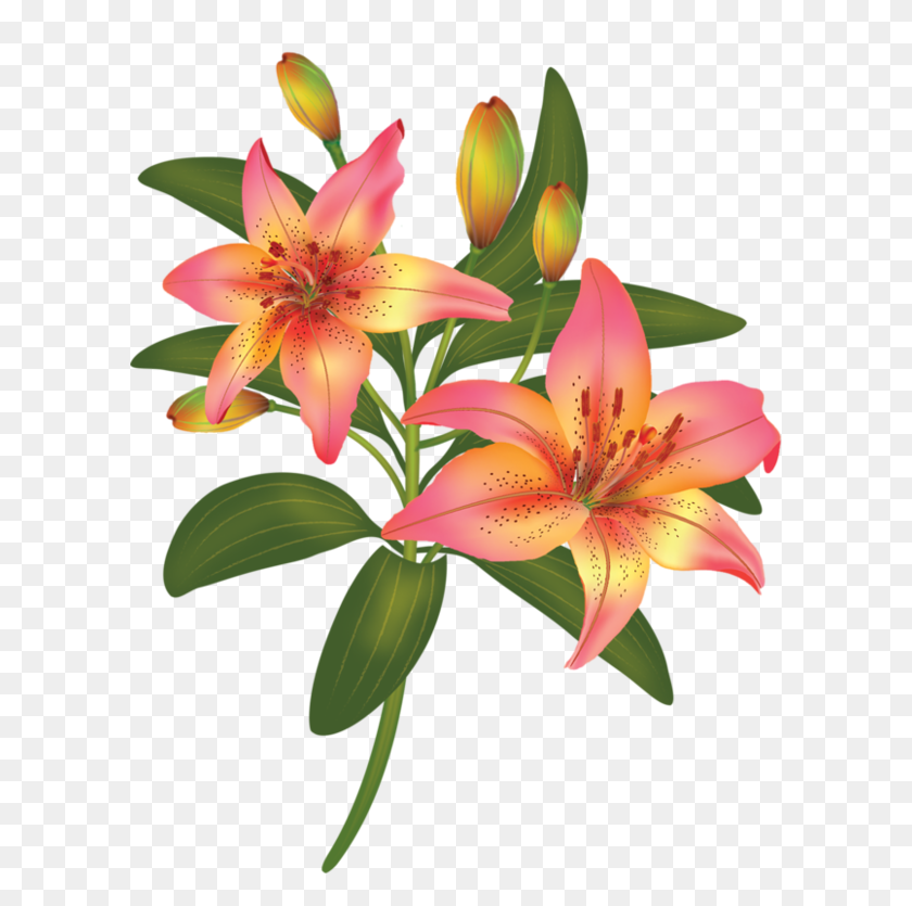 600x775 Fleurs,flores,flowers,bloemen,png Aapattern - Flores PNG