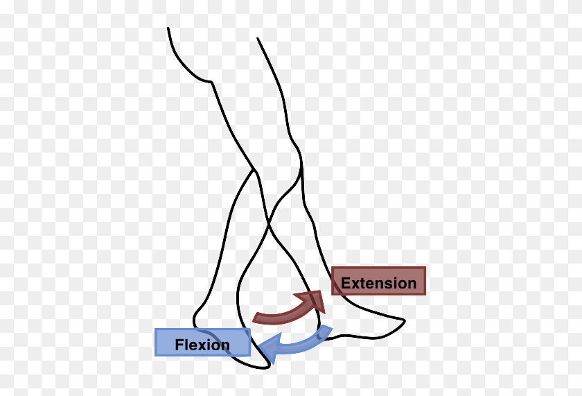 400x511 Flexion Extension Leg - Leg PNG
