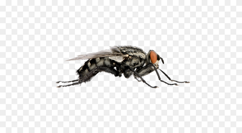 500x400 Flies Png Images Transparent Free Download - Fly PNG
