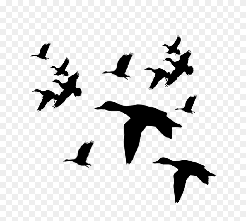 823x732 Flock Of Birds Clipart Duck - Bird Clipart Outline