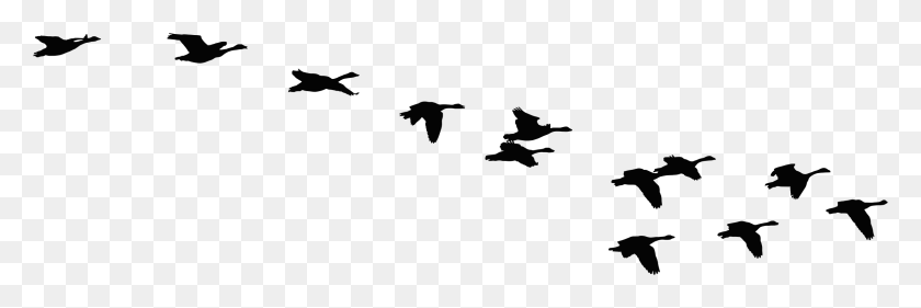 2312x658 Flock Of Flying Geese Silhouette Icons Png - Fly PNG