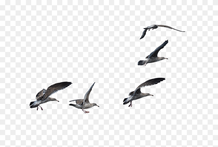 2531x1644 Flock Of Seagulls Landing Png Stock Photo - Seagull PNG