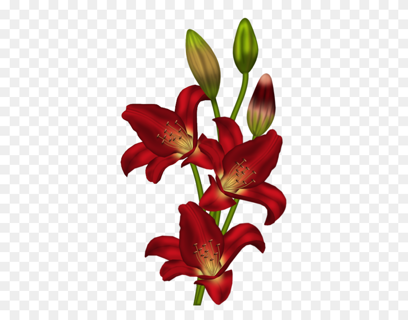 343x600 Galería De Arte Floral Flores, Clipart - Tiger Lily Clipart