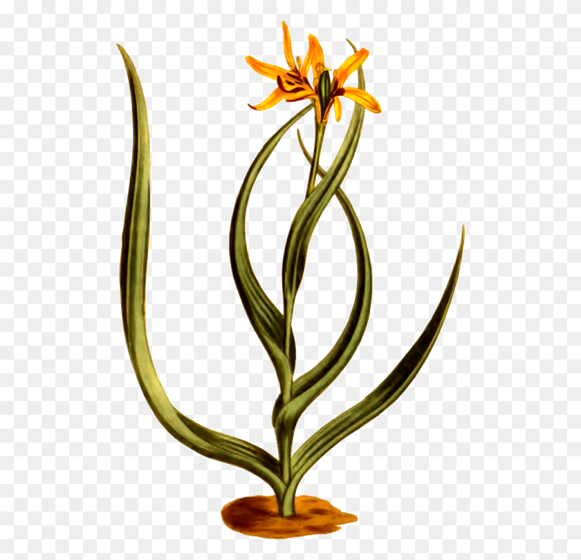 504x750 Цветочный Дизайн Срезанные Цветы Стебель Растения Горшок - Мексиканские Цветы Клипарт