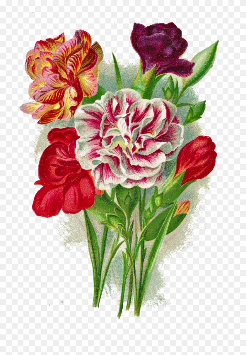 1085x1600 Floral Flower Art - Carnation Clipart