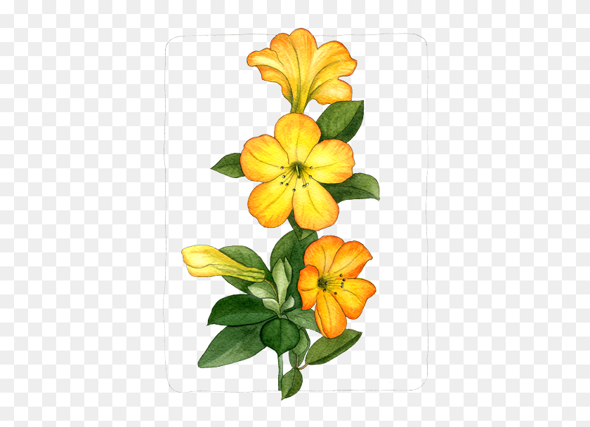 400x549 Floral Helen Krayenhoff - Rhododendron Clipart