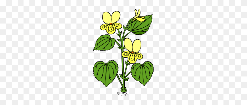 207x297 Цветочное Растение С Зелеными Листьями Картинки - Корни Растений Клипарт