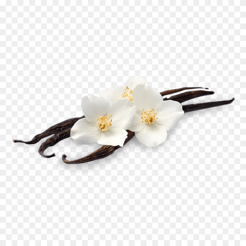 800x800 Aroma Floral De La Encantadora Barra Perfumada De Magnolia - Magnolia Png