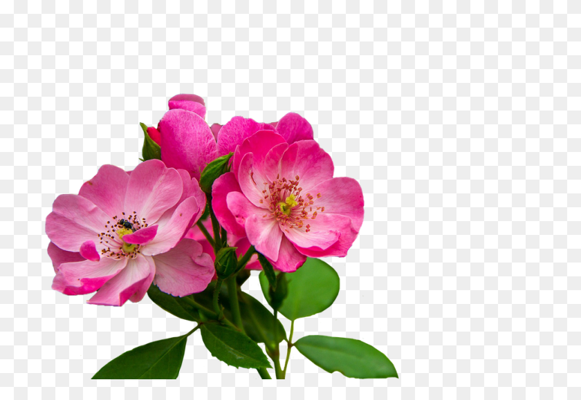 960x639 Flores Rosadas Png Image - Flores Png
