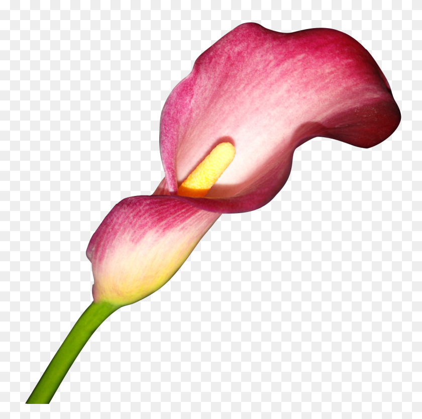 1228x1219 Flower Arum Lily Arum Lilies Clip Art - Calla Lily Clip Art
