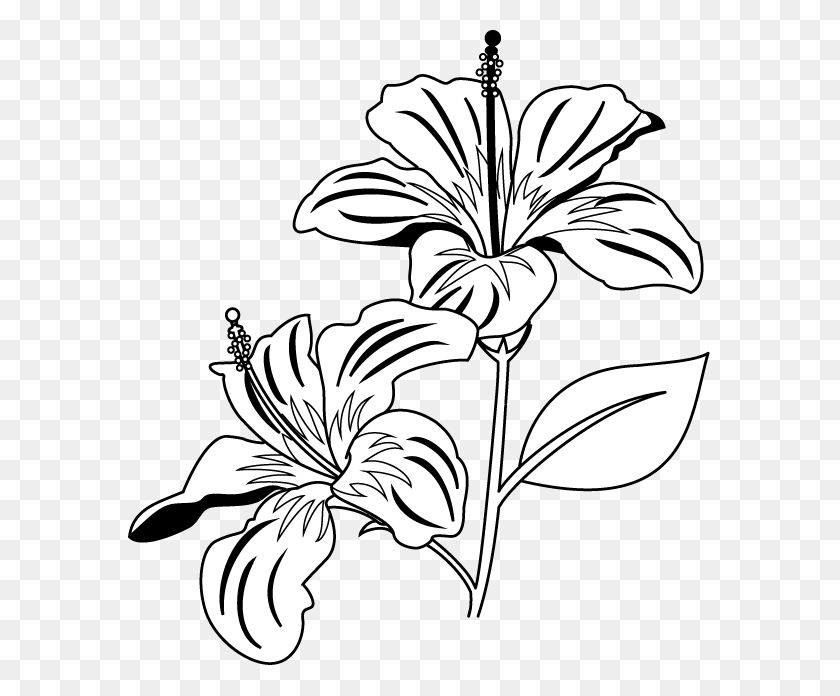 583x636 Flower Clip Art Coloring Pages - Coneflower Clipart