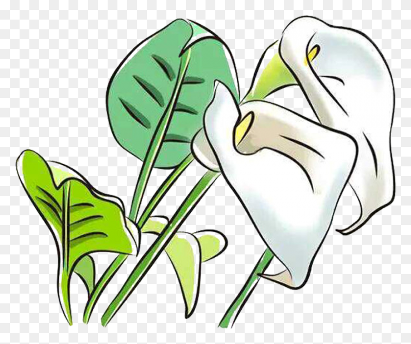 858x708 Flower Clipart Flower Arum Lilies Arum Lily Png - Lily Flower PNG