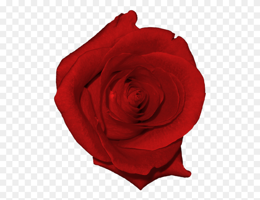 493x586 Цветочный Клипарт Цветочный Сад Розы Настоящий Цветочный Клип Арт Png - Садовый Клипарт Png