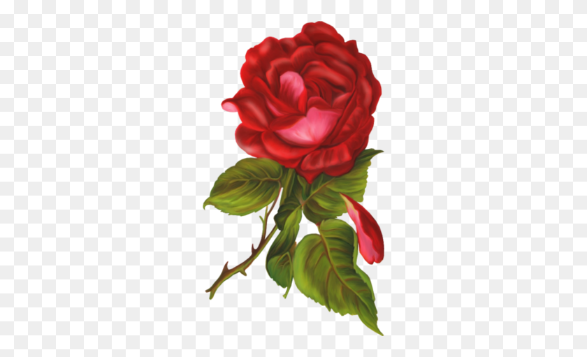 260x451 Цветочный Клипарт Садовые Розы Капуста Роза Любовь Png Скачать - Капуста Png