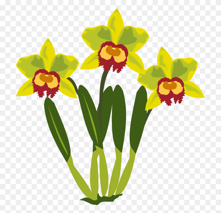 718x750 Цветок Компьютерные Иконки Каттлея Орхидеи Скрепки - Орхидеи Клипарт