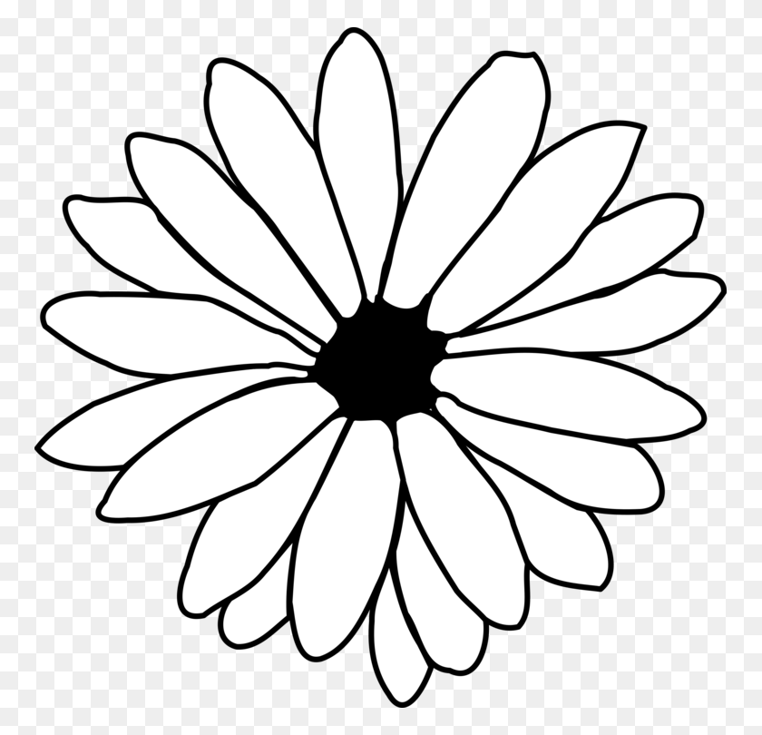 763x750 Flower Drawing Common Daisy Line Art Petal - White Daisy Clipart