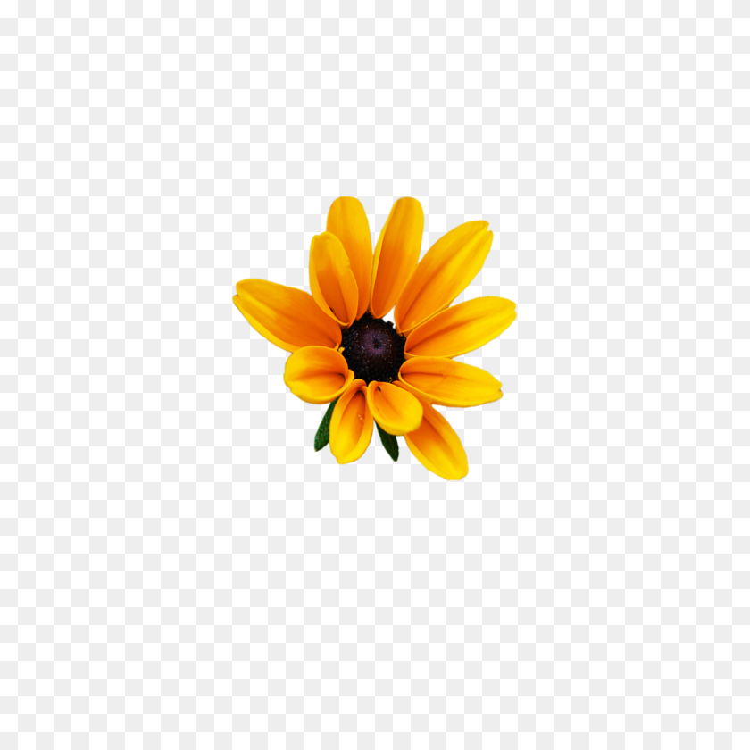 2289x2289 Цветочные Цветы Желтое Солнце Фотография - Черноглазая Сьюзан Клипарт