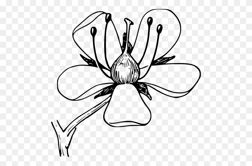 500x496 Flower Free Clipart - Poinsettia Clipart Black And White