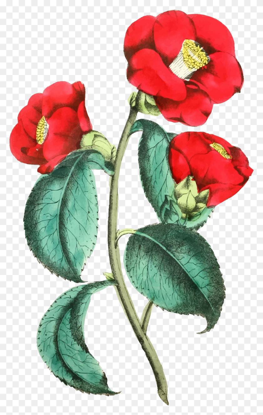 1374x2234 Flower Illustration Clipart Clip Art Images - Watercolor Floral PNG