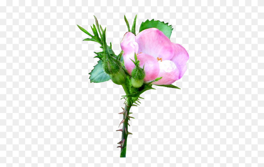 392x472 Galería De Imágenes De Flores - Clipart De Rosas