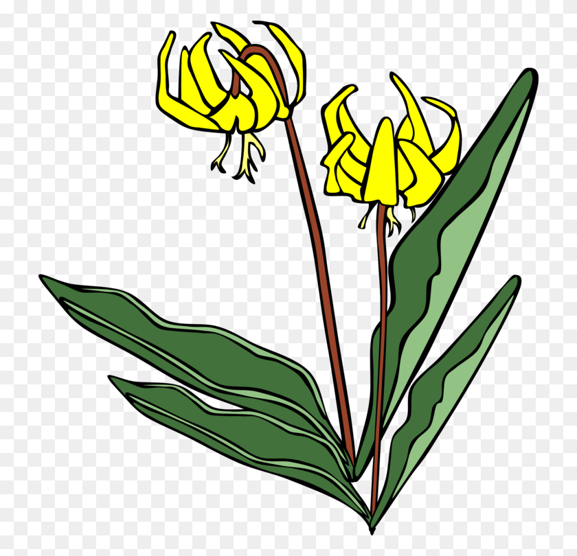 728x750 Flower Lily Computer Icons Yellow - Free Clipart Easter Lily