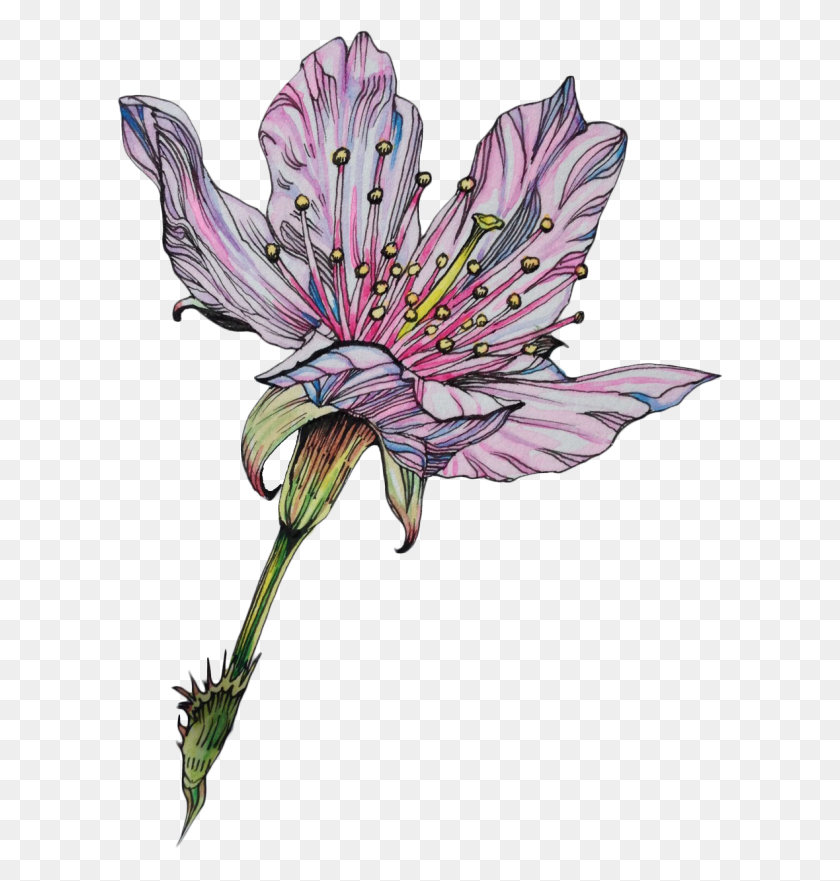 606x821 Flower Lily Drawing Art Tumblr Freetoedit - Flower Tumblr PNG