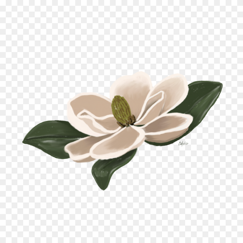 2048x2048 Flower Magnolia Floral Freetoedit - Magnolia Flower Clip Art