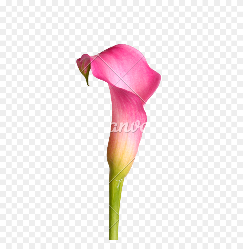 533x800 Flower Of A Calla Lily - Calla Lily PNG