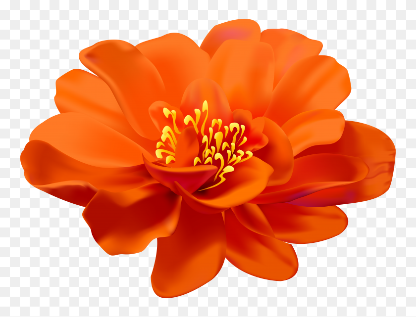 8000x5968 Flower Orange Transparent Png Clip Art Gallery - Orange Flower PNG