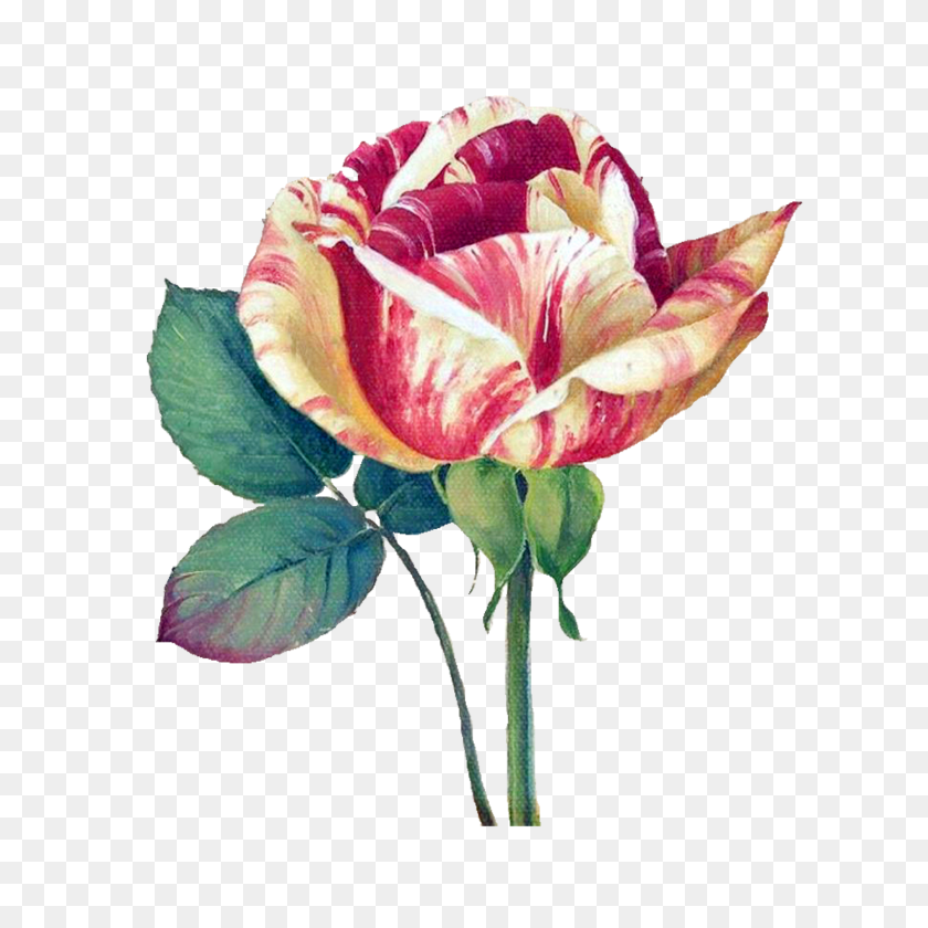 1600x1600 Цветочная Живопись - Акварельные Розы Png