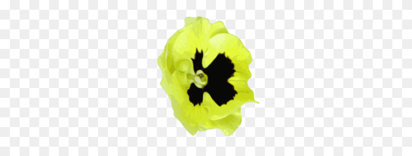 300x259 Flower Pansies Yellow Free Images - Okra Clipart