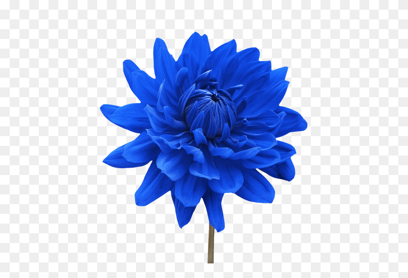 512x512 Цветок Png Синий Png Изображения - Синий Цветок Png