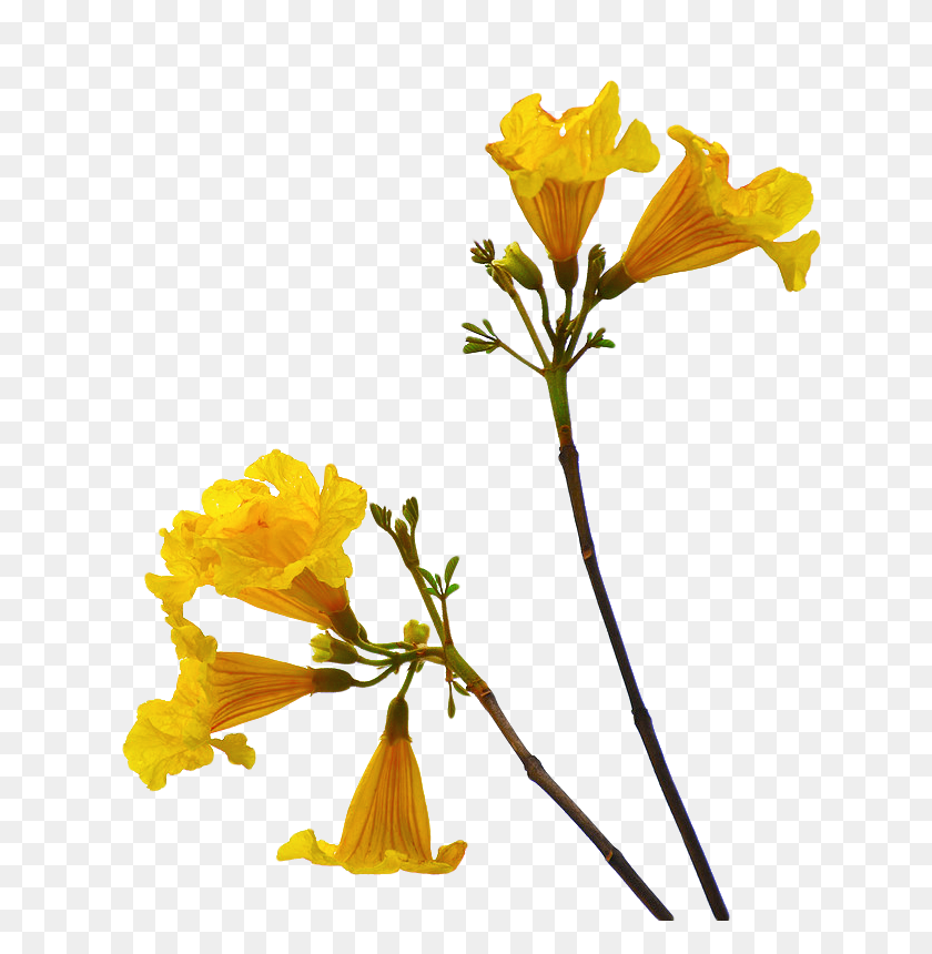 711x800 Flower Png Free Download Png Arts - Flower PNG