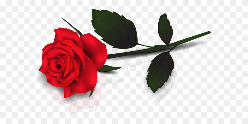 593x360 Flor De Rosa Roja - Una Sola Rosa Png