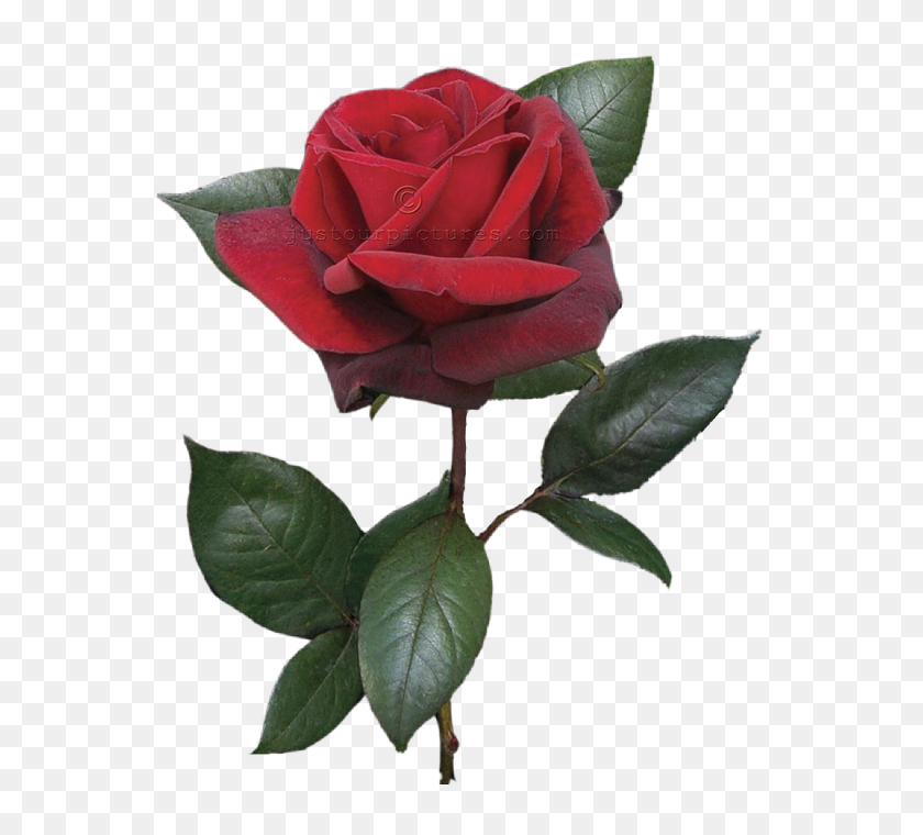 578x700 Цветок Розы Бутон Красный Реальные Бесплатные Изображения - Реальный Цветок Клипарт