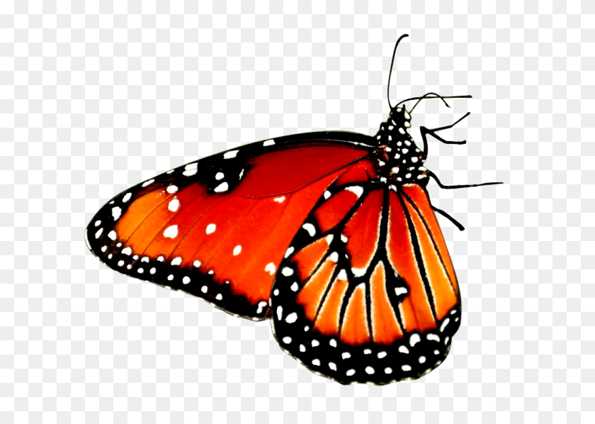 636x538 Цветок Сидящая Бабочка Png Изображения На Прозрачном Фоне - Бабочка Png