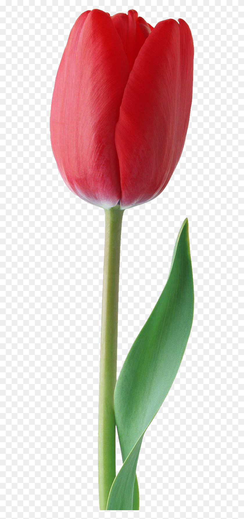 500x1724 Цветок Тюльпан - Один Цветок Png