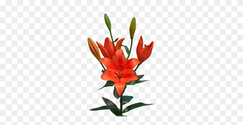 278x371 Flowerbulbs - Lily Flower PNG